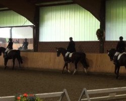 dressage horse Merlin 458 (Belgian Warmblood, 1996, from Hillary van de Locht)