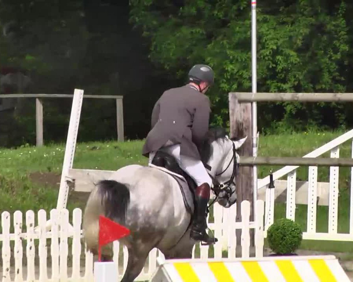 Springpferd New York (Holsteiner, 2007, von Nekton)