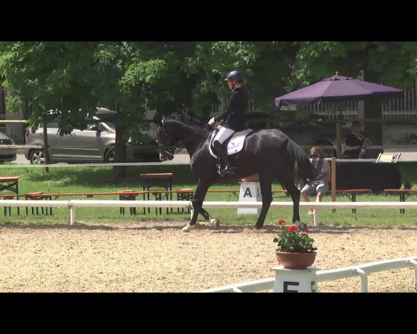 dressage horse Den oder gar keinen (Hanoverian, 2005, from De Niro)