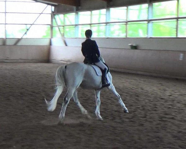 horse Snowball (Trakehner, 1998, from Hohenstein I)