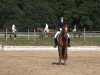 dressage horse Will Power 9 (Hanoverian, 2003, from Waterford)