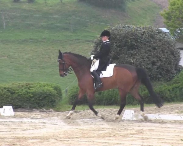 dressage horse Picard H (Hanoverian, 2000, from Prince Thatch xx)