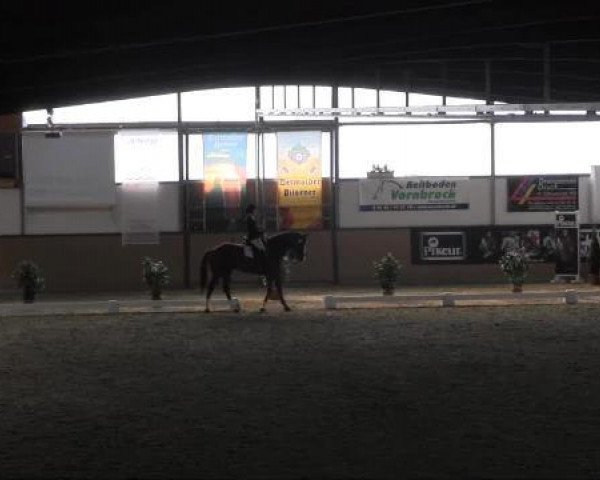 dressage horse Elliot S 3 (Hanoverian, 1999, from Escudo I)