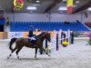 jumper Balü (Oldenburg show jumper, 2005, from Balou du Rouet)