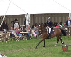 jumper Undercover 9 (KWPN (Royal Dutch Sporthorse), 2001, from Lester)