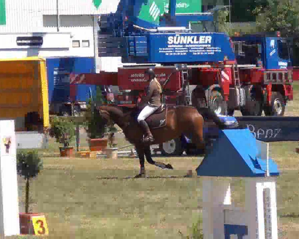jumper Ultimate Power CTL (Holsteiner, 2004, from Caretino)