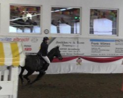 broodmare Curuba 3 (Oldenburg show jumper, 2006, from Conterno Grande)