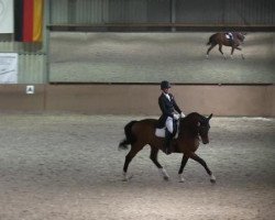 dressage horse Frisco (Rhinelander, 2002, from Fidermark)