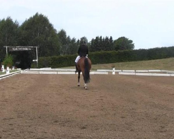 dressage horse Fidor (Westphalian, 1998, from Florestan I)