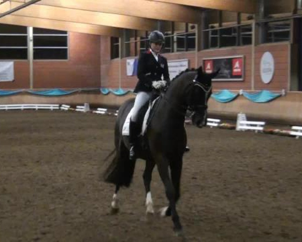 dressage horse Den-oder-keinen (Oldenburg, 1999, from De Niro)