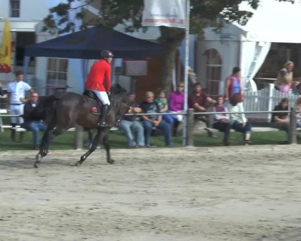 stallion Polansky (KWPN (Royal Dutch Sporthorse), 1997, from Kostolany)