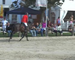 Deckhengst Polansky (KWPN (Niederländisches Warmblut), 1997, von Kostolany)