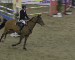 jumper Steuberhof's Everybody's Darling (Hanoverian, 2005, from Embassy I)