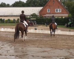 dressage horse Wishing Well 30 (Hanoverian, 2002, from Weltruhm)