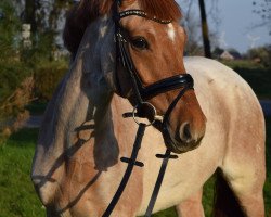 dressage horse Fs Dave (German Riding Pony, 2008, from FS Don't Worry)