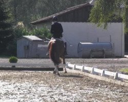 dressage horse Belissima 23 (Oldenburg, 2004, from Belissimo NRW)