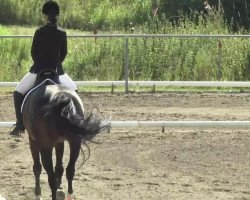 dressage horse Paulina 26 (Hanoverian, 2000, from Pius Paccelli 126 FIN)