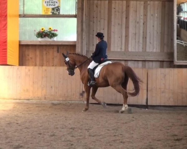 dressage horse Wesley 78 (Hanoverian, 1997, from Weltmeyer)