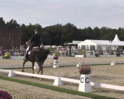 dressage horse Diva Jay (Hanoverian, 2003, from Don Vino)