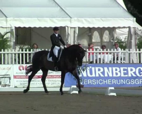 dressage horse Donavan 39 (Hanoverian, 2006, from Don Frederico)