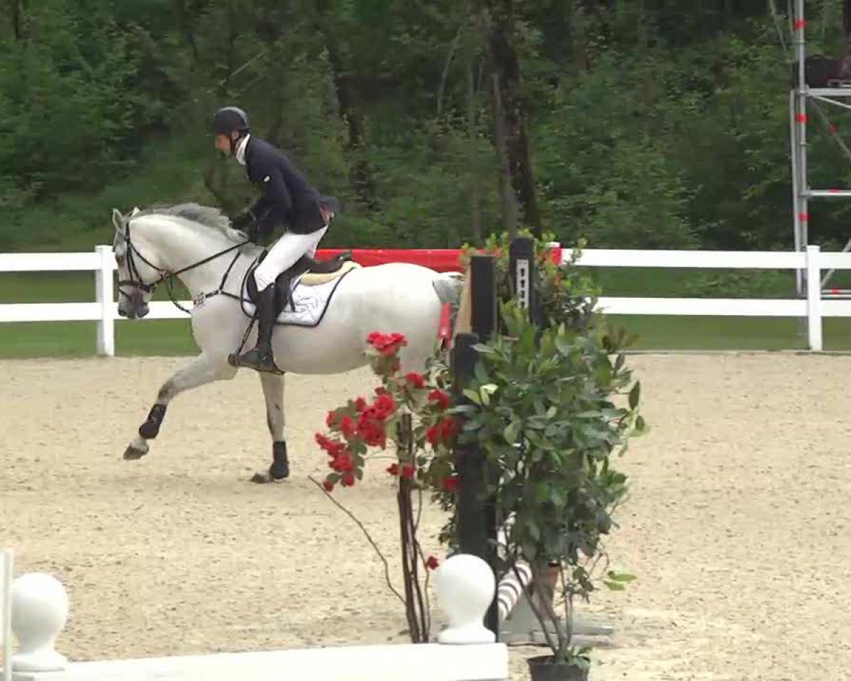 Springpferd Cassini's Boy 4 (Holsteiner, 2002, von Cassini I)