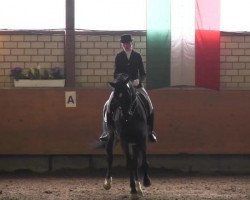 dressage horse Silbermond 15 (Westphalian, 2004, from Show Star)