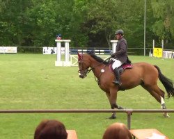 jumper Cento Plus (Oldenburg show jumper, 2003, from Cento)