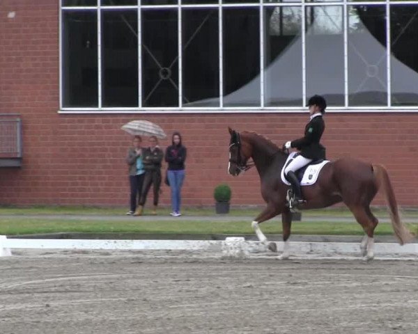 dressage horse Wonder Light (Hanoverian, 2001, from Wolkentanz II)