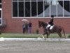 dressage horse Wonder Light (Hanoverian, 2001, from Wolkentanz II)