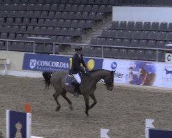 jumper Amicus 40 (Hanoverian, 2005, from Askari)