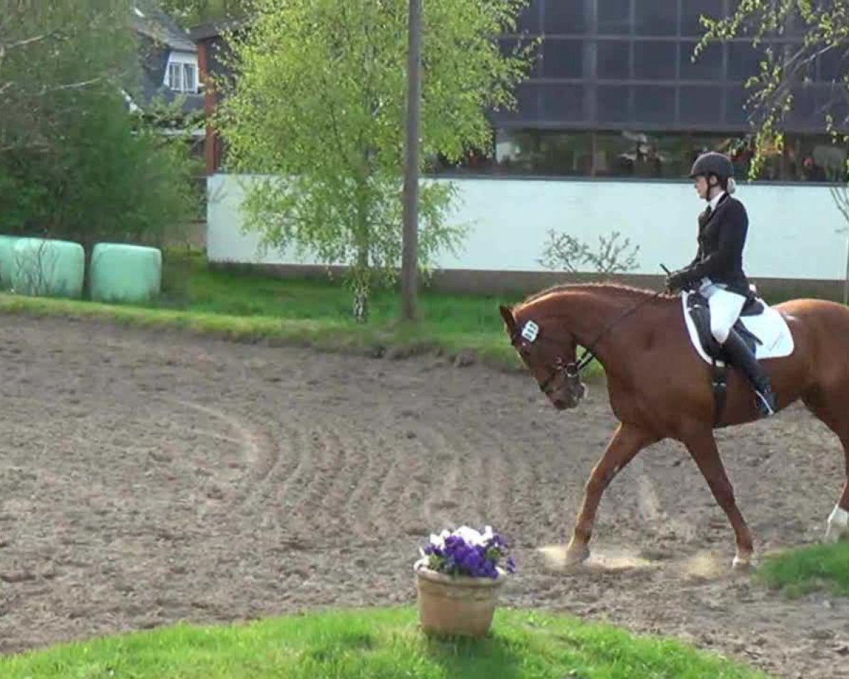 Dressurpferd Bodyguard 27 (Hannoveraner, 1994, von Brentano II)