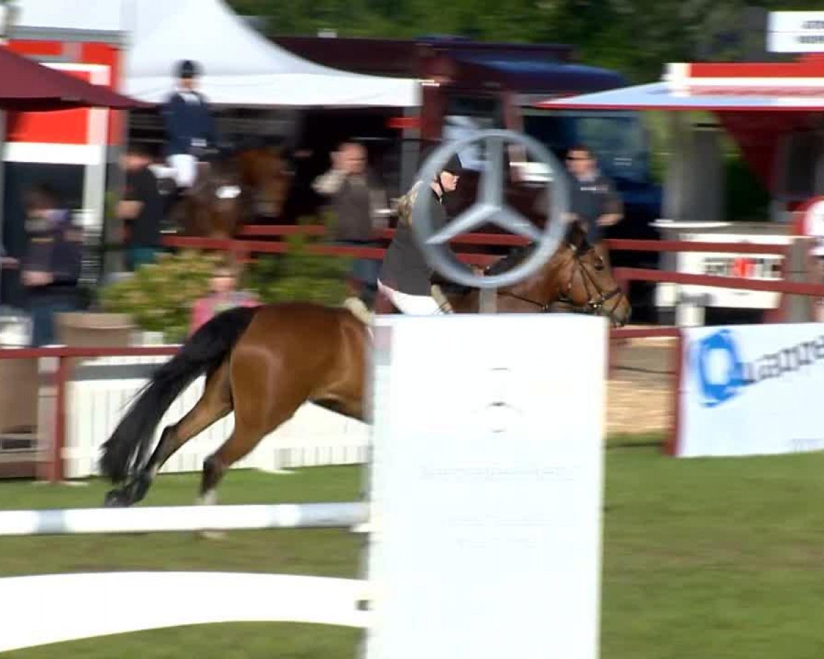 jumper Caro Mio 6 (Hanoverian, 2003, from Chasseur I)