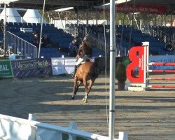 jumper U-Too (KWPN (Royal Dutch Sporthorse), 2001, from Sable Rose)