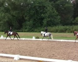 dressage horse Shayani (German Riding Pony, 2003, from Rainman)