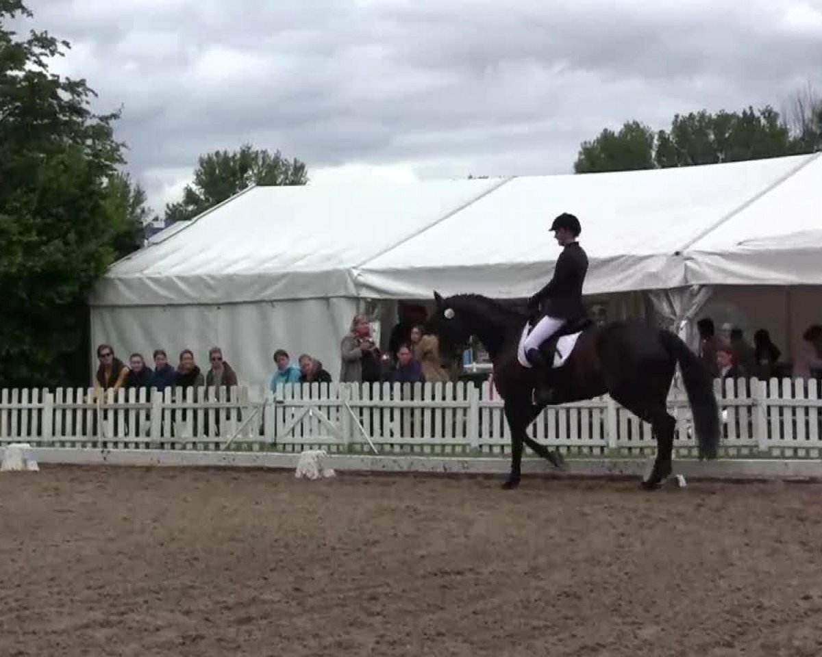 dressage horse Florido van de Meyhoeve (Belgian Warmblood, 2005, from King's Bens)