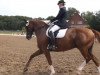 dressage horse Dallas Junior (Hanoverian, 2002, from Dacaprio)