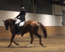 dressage horse Figaro M (Hanoverian, 2000, from Federweisser)