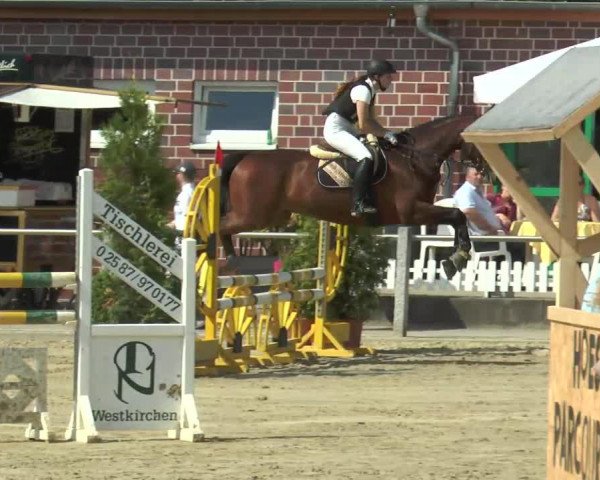 dressage horse Show Star's Pride (Westphalian, 2003, from Show Star)