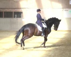 dressage horse Xion (Trakehner, 1996, from Michelangelo)