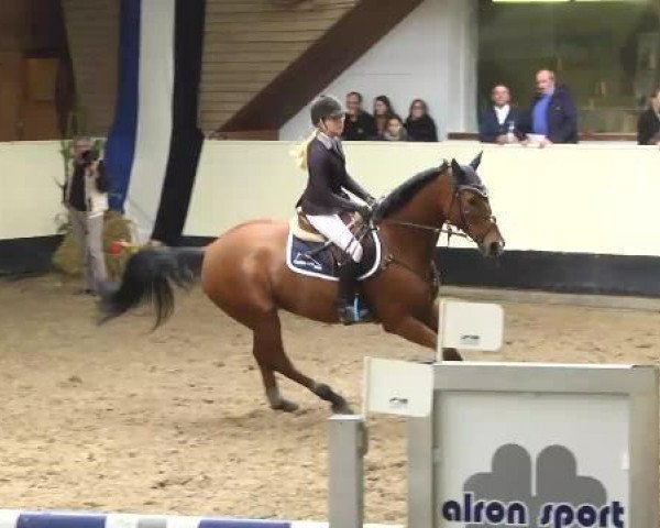 jumper Horse Gym's Candyman (Württemberger, 2004, from Candillo Z)
