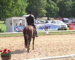 dressage horse Farah Donna (Bavarian, 2003, from Don Davidoff)