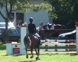 jumper Neele 17 (German Riding Pony, 1999, from Newton-Star)