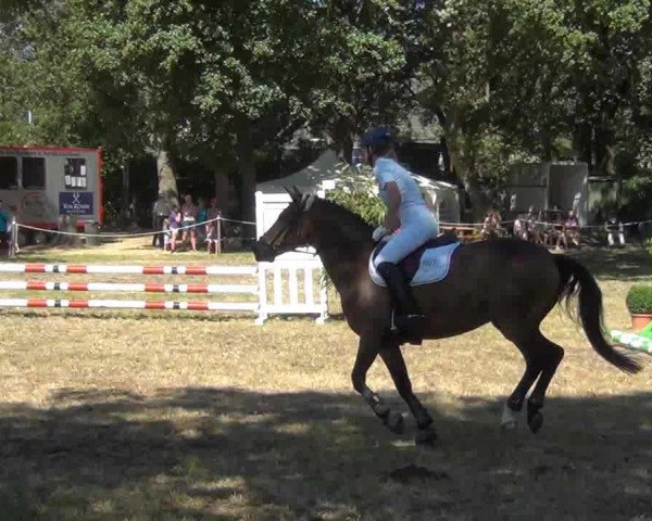 horse Mistery (Welsh-Pony (Section B), 1989, from Shamrock Mr. Oliver)