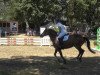 Pferd Mistery (Welsh Pony (Sek.B), 1989, von Shamrock Mr. Oliver)