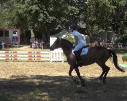 Pferd Mistery (Welsh Pony (Sek.B), 1989, von Shamrock Mr. Oliver)