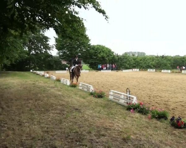 dressage horse Something New (Oldenburg, 2005, from Sandro Song)