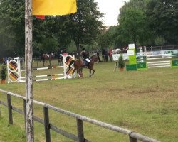 jumper Dusty 739 (German Riding Pony, 2001, from Durello)