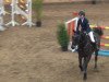 jumper Stakkadero (Hanoverian, 2006, from Stakkato)