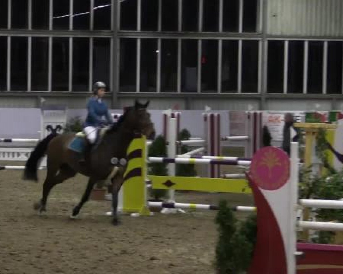Springpferd Chester 217 (Holsteiner, 2005, von Contendro I)