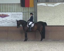 dressage horse Landy M (Rhinelander, 2001, from Lanciano)